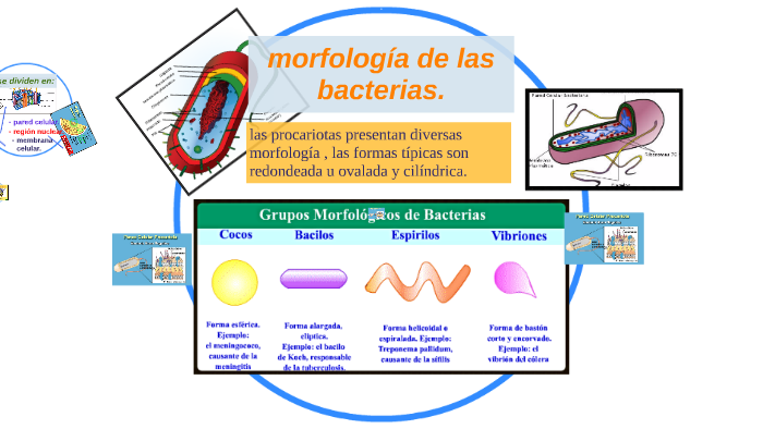 morfologia de las bacterias by karem bastilla on Prezi