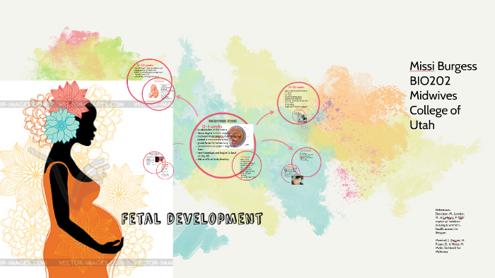 Fetal development by Missi Burgess on Prezi