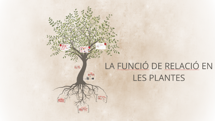 LA FUNCIÓ DE RELACIÓ EN LES PLANTES by Alba Olivares on Prezi