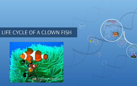 life cycle of a clown fish