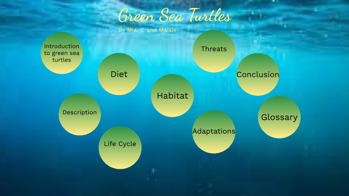 Green Sea Turtles by Mia Coconut on Prezi