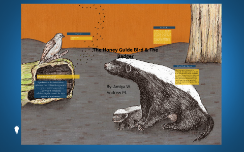 The Honey Guide Bird & The Badger by