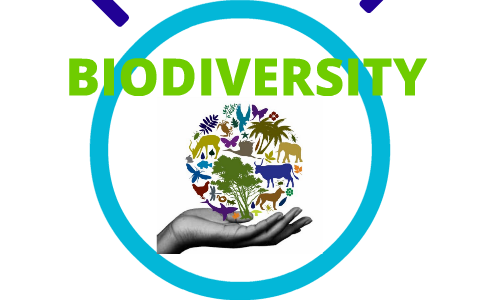 Biodiversity Mind Map by Stefani Grgic