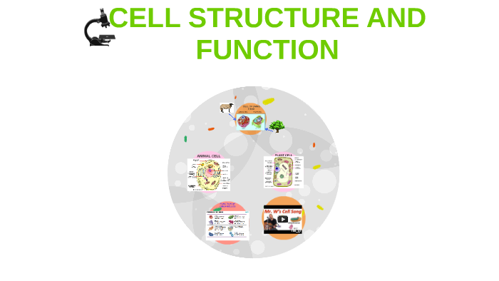 cell structure and funtion by siti zuraida