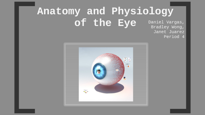 Anatomy and Physiology of the Eye by Daniel Vargas on Prezi