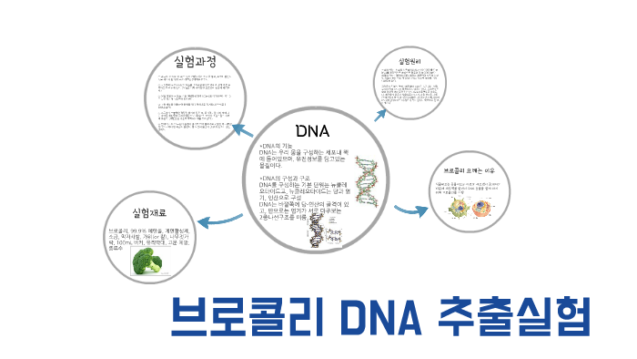 
    브로콜리 DNA 추출실험 by 혜인 조
