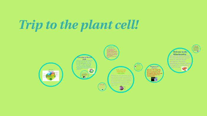 Plant Cell by S H on Prezi
