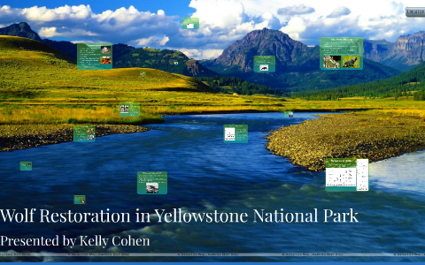 Wolf Restoration In Yellowstone National Park By Kelly Cohen On