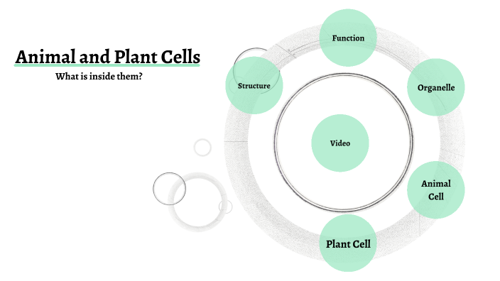 Plant and Animal Cells by Tyler Adams on Prezi
