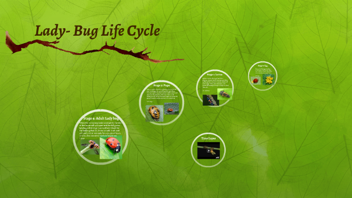 Lady- Bug Life Cycle by Alissa Desmet on Prezi