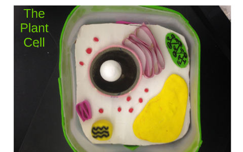 Animal Cell by Anna V on Prezi