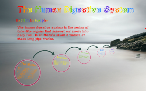 The human Digestive System by Hannah Murphy on Prezi
