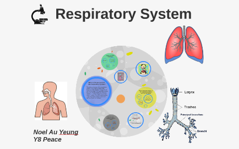 Respiratory System by on Prezi