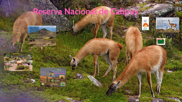 La reserva Nacional de Calipuy by Bryanna Pe a Apaza