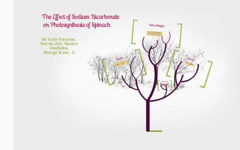 why use sodium bicarbonate in photosynthesis experiment