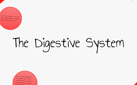 Digestive System by Paige Ruesch