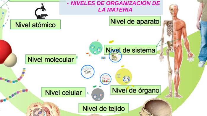 NIVELES DE ORGANIZACIÓN DE LA MATERIA by Julieta Carolina