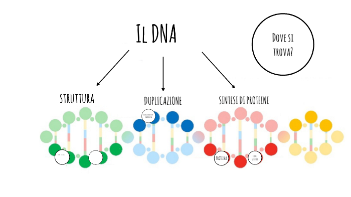Dove Avviene La Duplicazione Del Dna