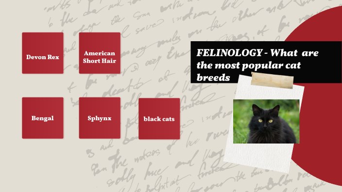 how do cat communicate with each other by amber balfour on Prezi