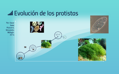 Evolución De Los Protistas By Oscar Palacio On Prezi