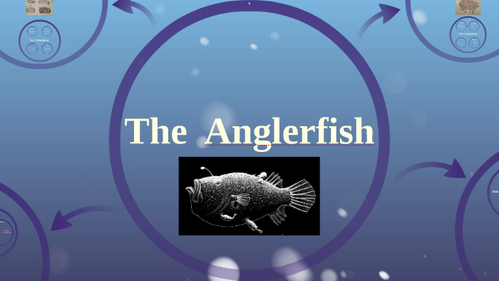The Anglerfish by Jack Metzger on Prezi