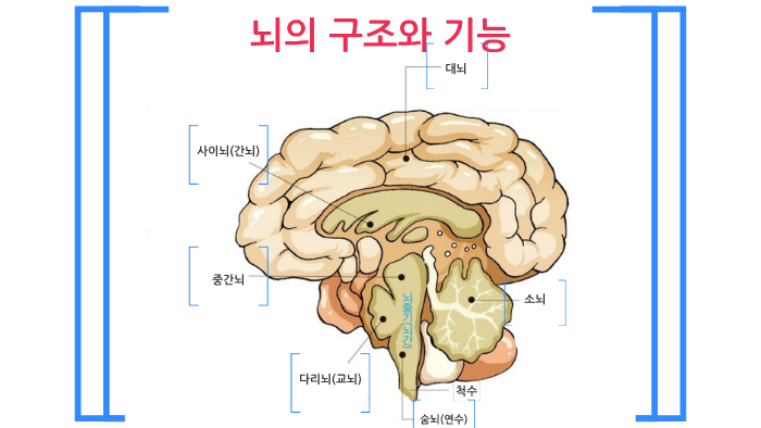 뇌의 구조와 기능 by 문영 정 on Prezi