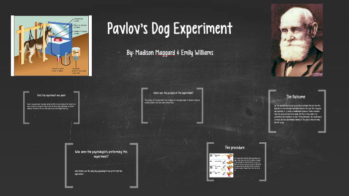 the office pavlov's dog experiment