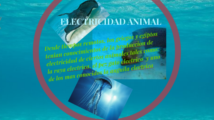 Electricidad Animal By Vale Rivera