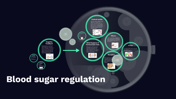 Blood Sugar Regulation By Ashley Bachouche On Prezi