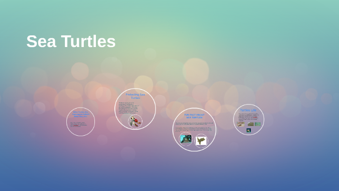 Sea Turtles by Rachael Alexander on Prezi