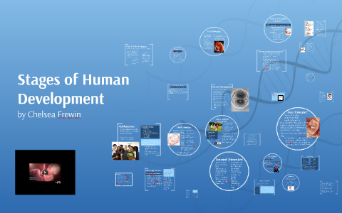 Stages of Human Development by Chelsea Frewin on Prezi