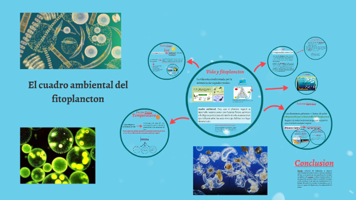 El Cuadro Ambiental Del Fitoplancton By Alma Navarro On Prezi