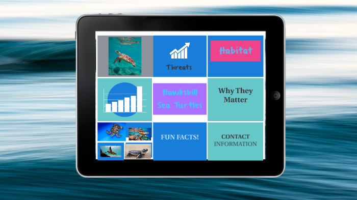 Hawksbill Sea Turtle by Beatrice Townsend on Prezi