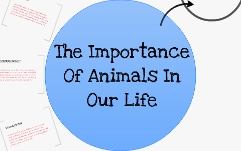 The Importance Of Animals In Our Lives by Rimsha Akber