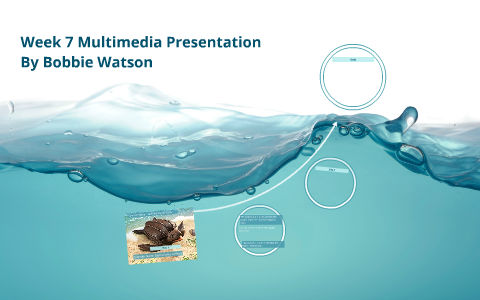 Common Name Leatherback Sea Turtle by bobbie watson on Prezi