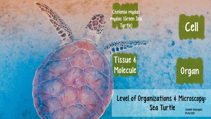 Levels of Organization & Microscopy- Sea Turtle by Jezebel Velasquez on ...