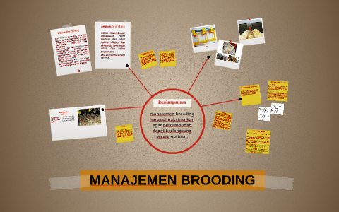 MANAJEMEN BROODING by ariyanti dwi on Prezi