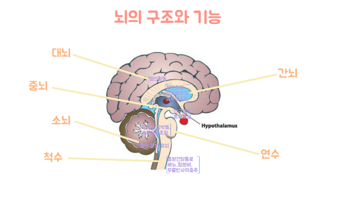 뇌의 구조와 기능 by 연수 전 on Prezi