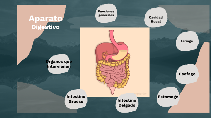 Aparato Digestivo By Yasmin Quintana