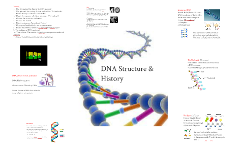 DNA Structure by Andy St. Louis on Prezi