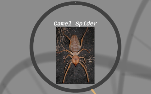 camel nevada spider