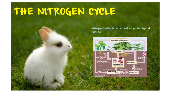 THE NITROGEN CYCLE by Tatiana Melendez Urquizo on Prezi