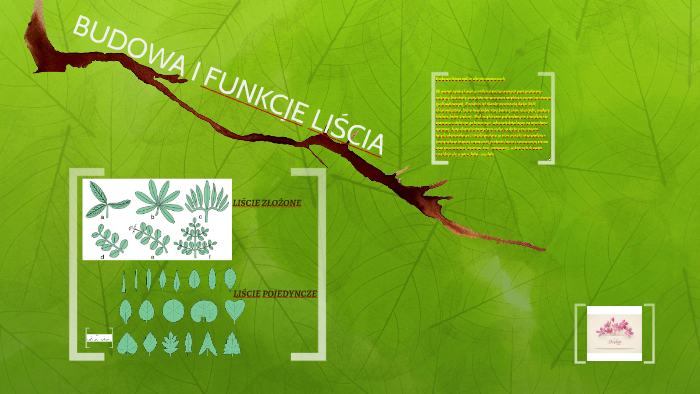 BUDOWA I FUNKCJE LIŚCIA by Emil Jaworski on Prezi