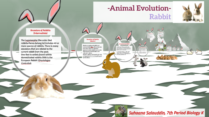 Animal Evolution- Rabbit by Suhaana Vargas