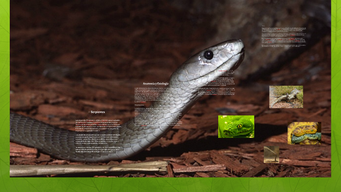 Las serpientes (Serpentes) u ofidios (Ophidia) son un subord by tenth ...