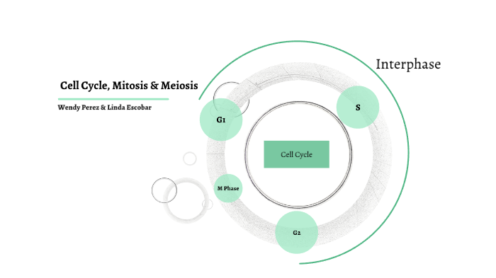 Cell Cycle: Mitosis and Meiosis by Wendy Perez on Prezi