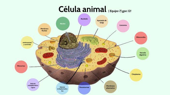 CELULA ANIMAL by Carolina MG on Prezi