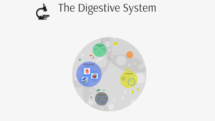 The Digestive System by Serena H. on Prezi