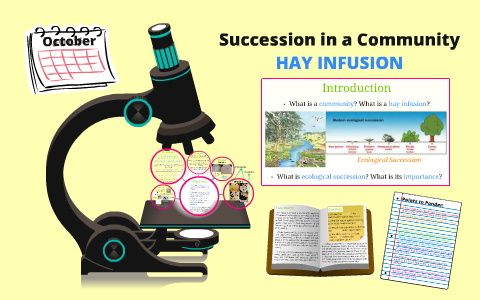 HAY INFUSION by Kristine Alanna on Prezi