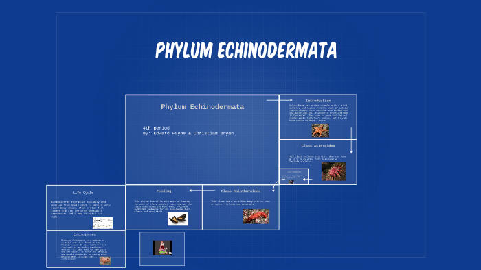 Phylum Echinodermata by edward payne on Prezi